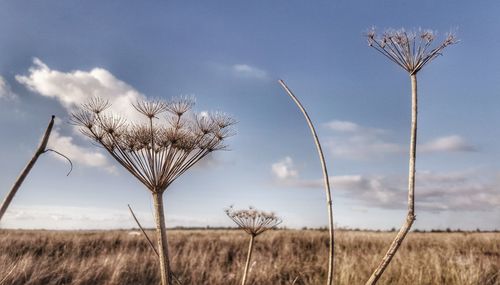 Field against cloudy sky