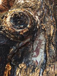 Full frame shot of tree trunk