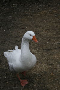 High angle view of white duck on field