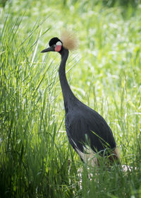 Bird on field