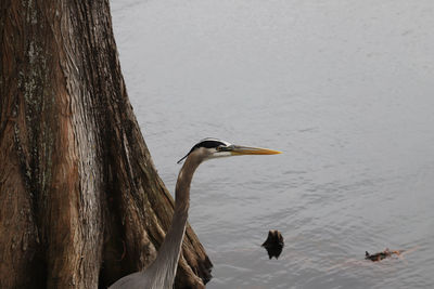 Great blue heron at edge of lake