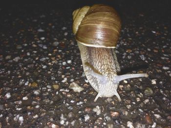 Close-up of shell on ground