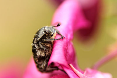 Close-up of bee pollinating on pink flower