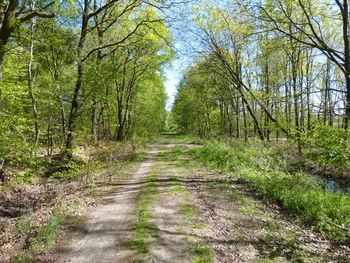 Dirt road amidst trees in forest