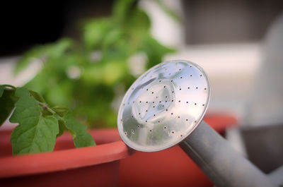 Close-up of hand holding plant