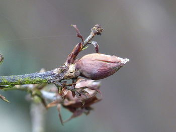 Close-up of insect on plant