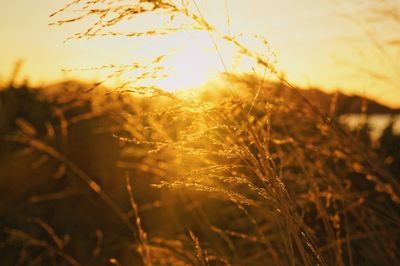 Close-up of stalks in field against sunset