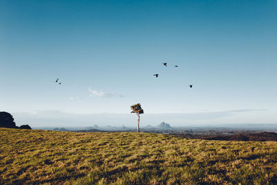 Bird flying over field against sky