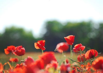 Close-up of red flowering plants on field