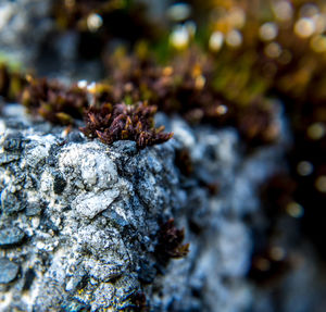 Close-up of insect on tree trunk