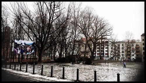 Bare trees in water