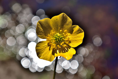 Close-up of yellow flowering plant