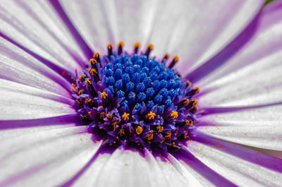 Close-up of purple flower