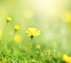 Close-up of yellow flowering plant on field