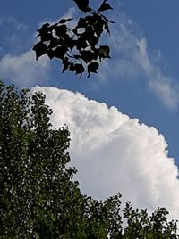 Low angle view of trees against sky