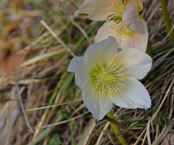 Close-up of white flower on field