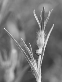 Snail on plant