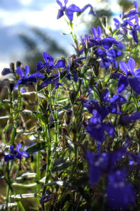 Close-up of purple flowers