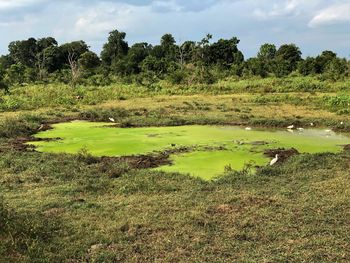 Scenic view of swamp on field against sky