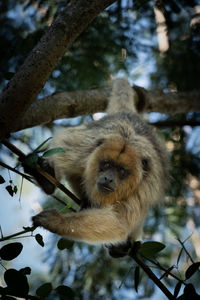 Low angle view of a squirrel on tree