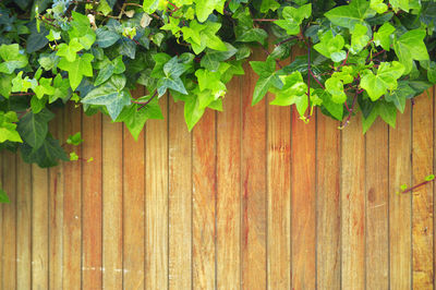 Ivy growing on wooden wall