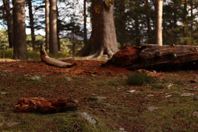 Trees growing in forest