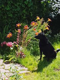 Dog on flower plant