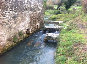 Stream amidst trees