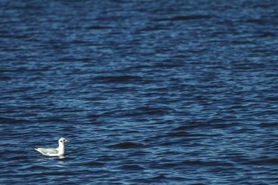 Side view of a bird in rippled blue water