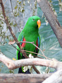 Close-up of bird perching on tree