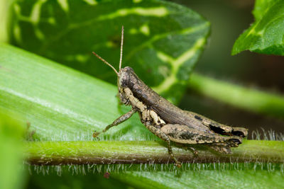 Close-up of grasshopper on leaf