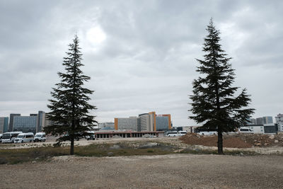 Trees and buildings against sky