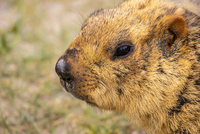 Close-up of an animal