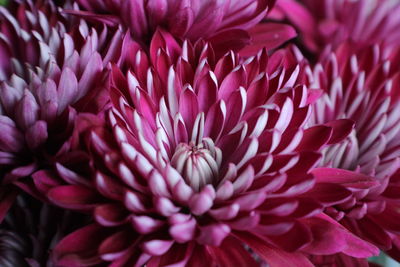 Close-up of purple dahlia blooming outdoors