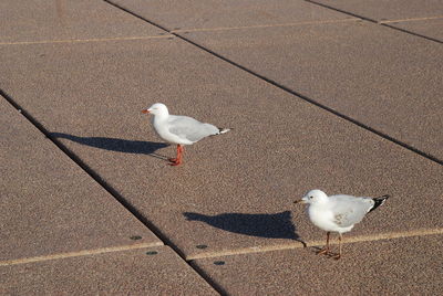 High angle view of seagull perching on sand