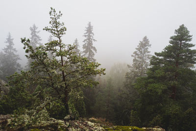 Scenic view of foggy forest in autumn