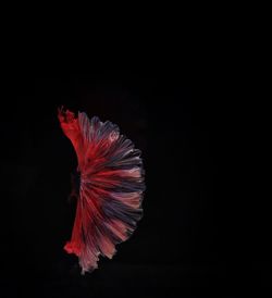 Close-up of red hibiscus over black background