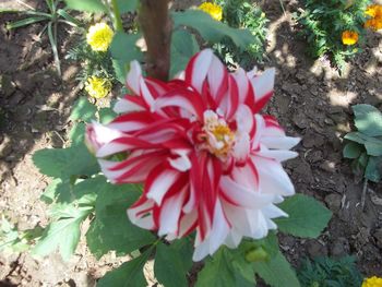 High angle view of red hibiscus blooming outdoors