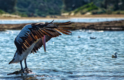 Bird flying over lake