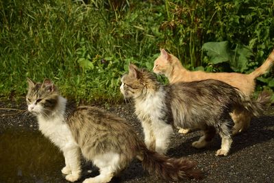 Cats on a field