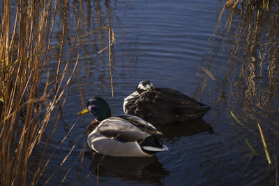 Ducks swimming in lake