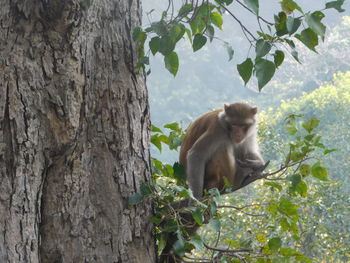 Low angle view of monkey sitting on tree