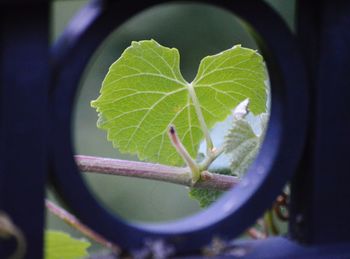 Close-up of green leaf on plant
