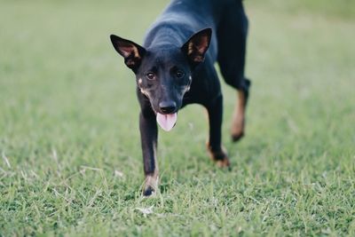 Portrait of black dog running on grass