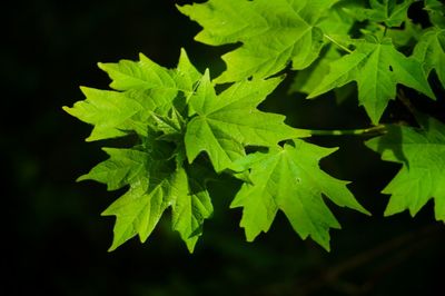 Close-up of leaves
