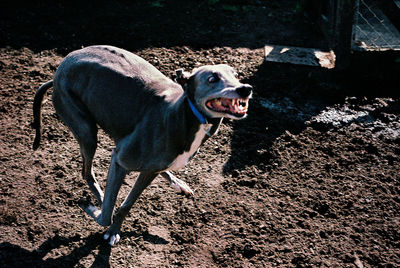 High angle view of dog running on field