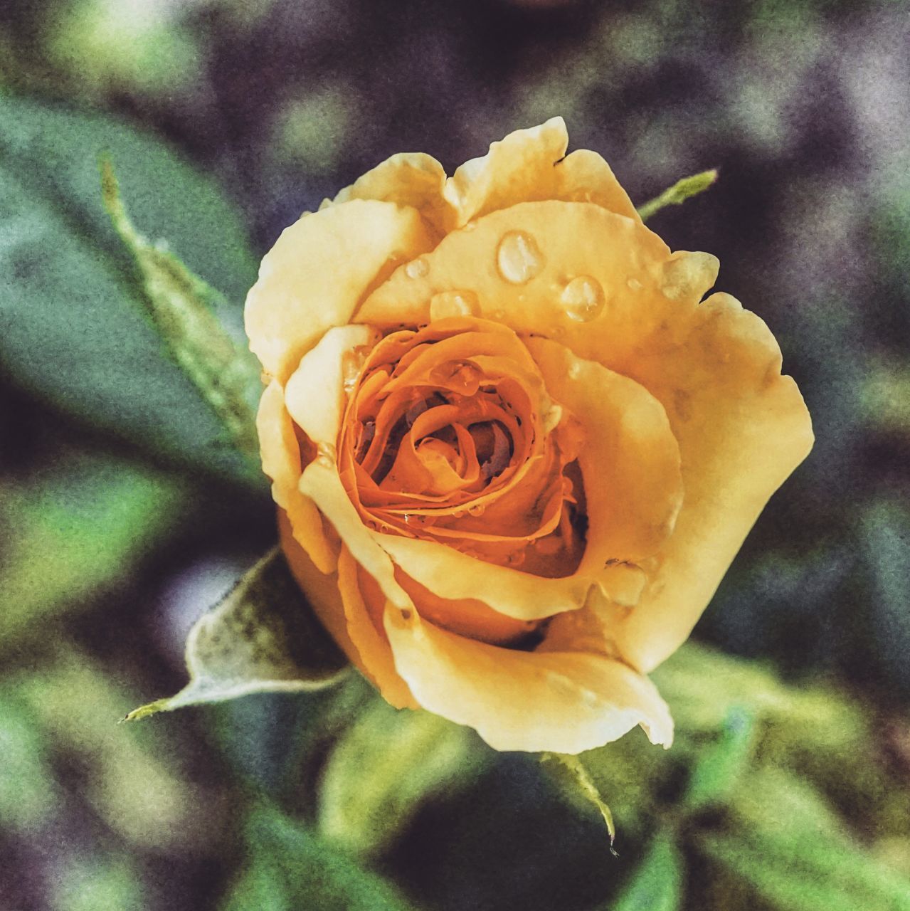 CLOSE-UP OF YELLOW ROSE FLOWER