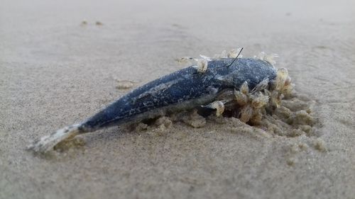 Close-up of crab on sand