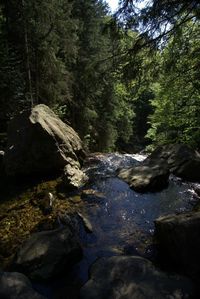 Stream flowing through rocks in forest