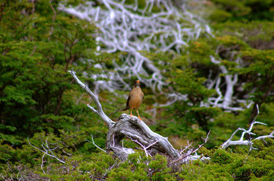 Bird perching on a tree